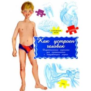 Дидактические карточки Как устроен человек?