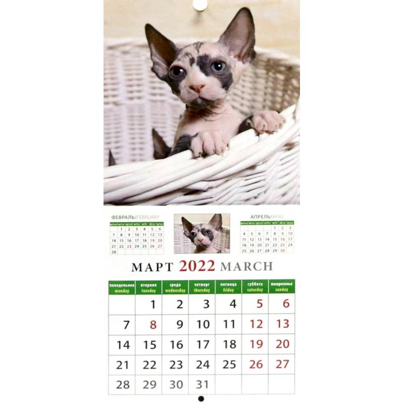 Календарь на 2022 год 'Забавные котята' (30205)